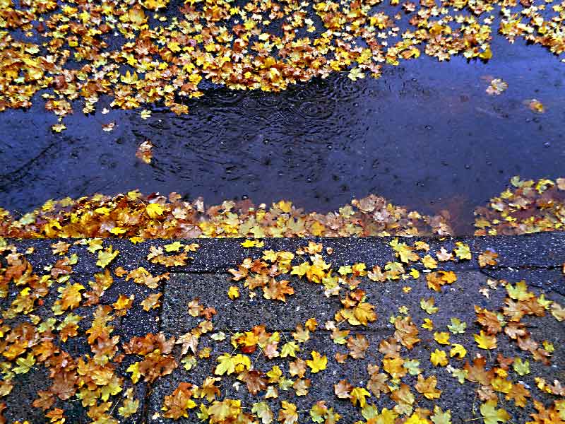 Nov-2-2017-rain.jpg