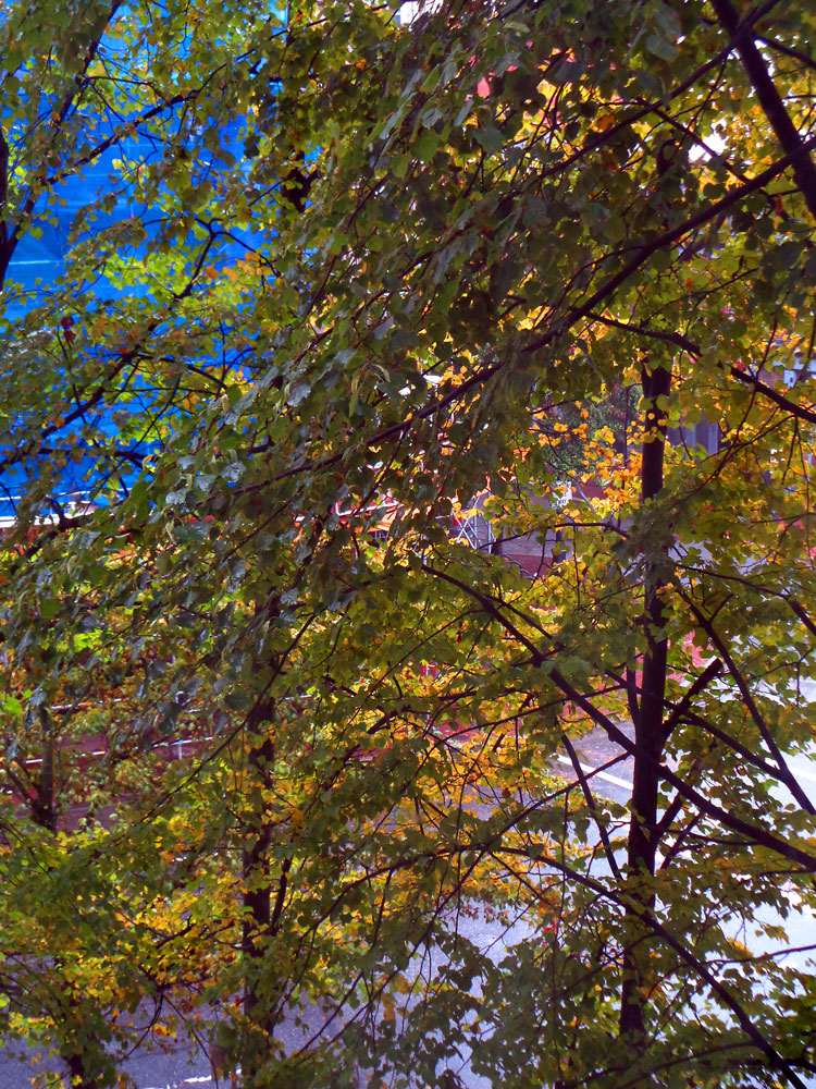 foliage-445.jpg