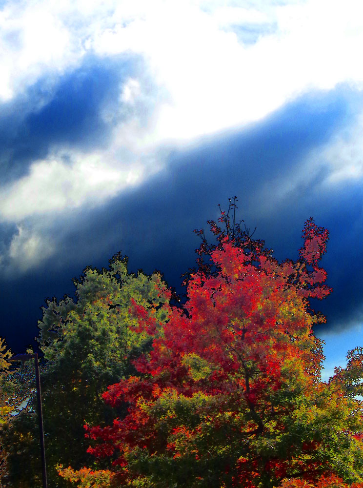 foliage-447.jpg