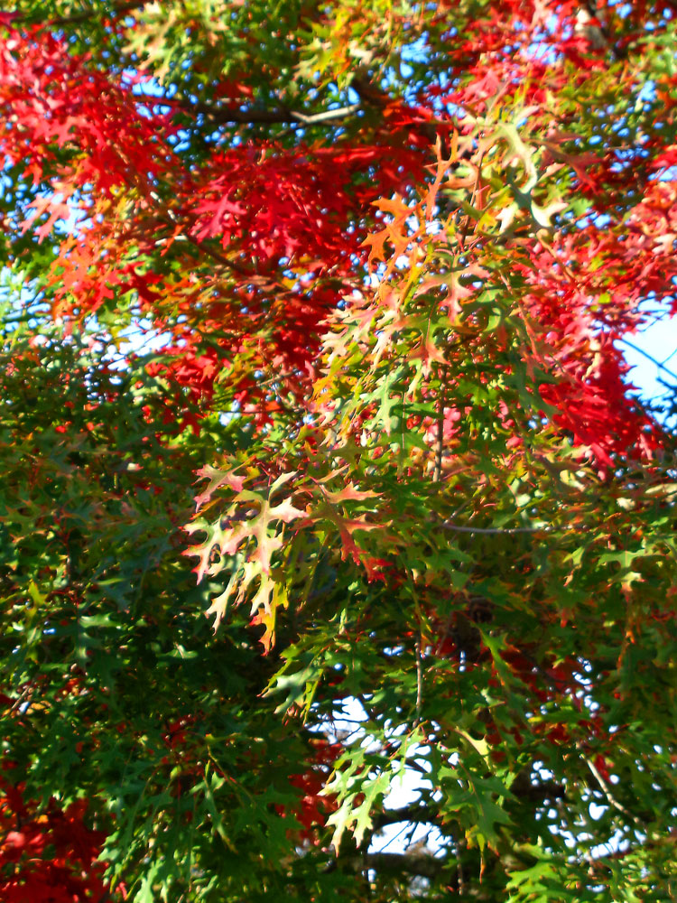 foliage-448.jpg