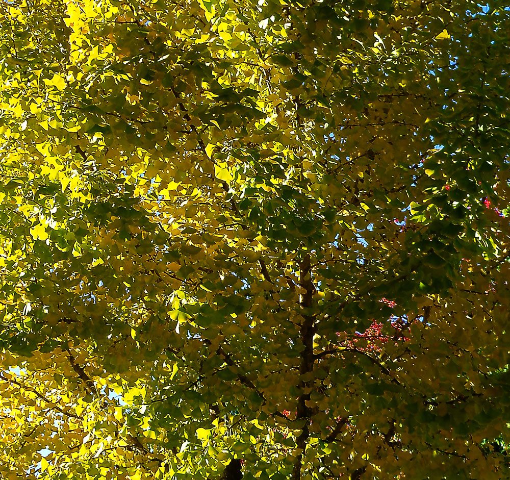 foliage-454.jpg
