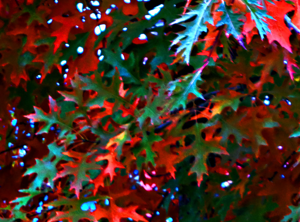 foliage-476.jpg