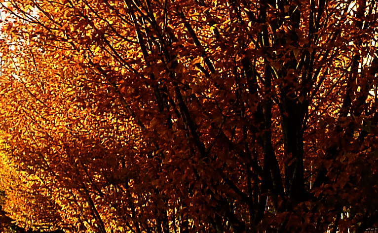 foliage-504.png