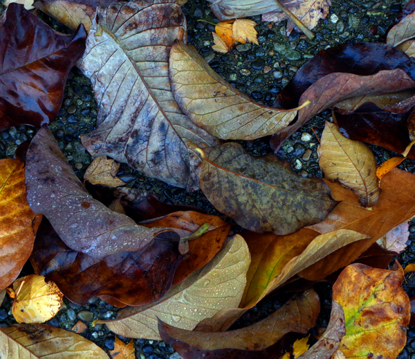 leaves-521-b.png