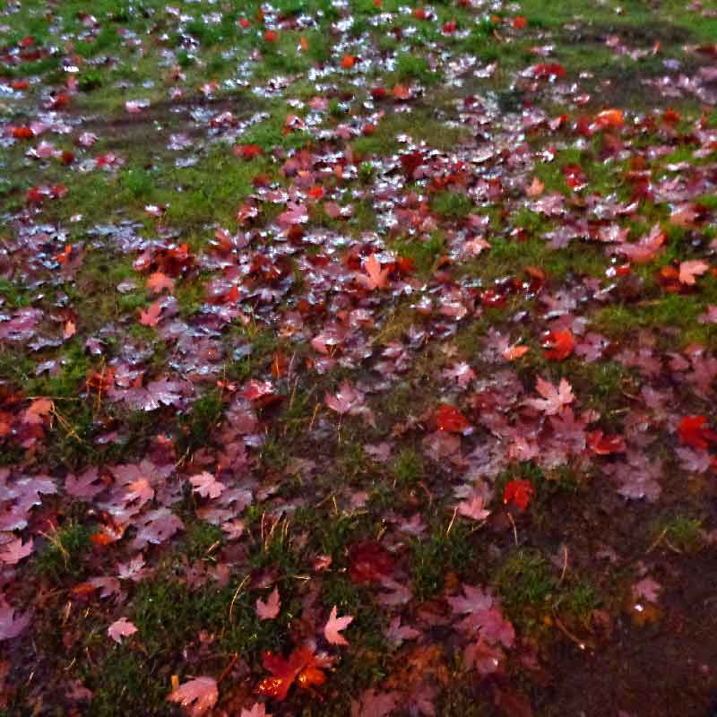 morning-walk-4.jpg 