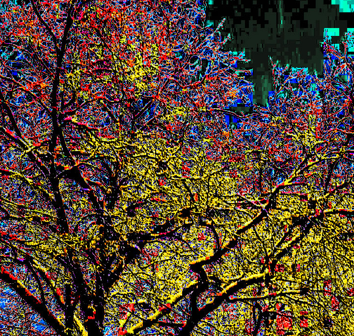 snow-on-trees.jpg