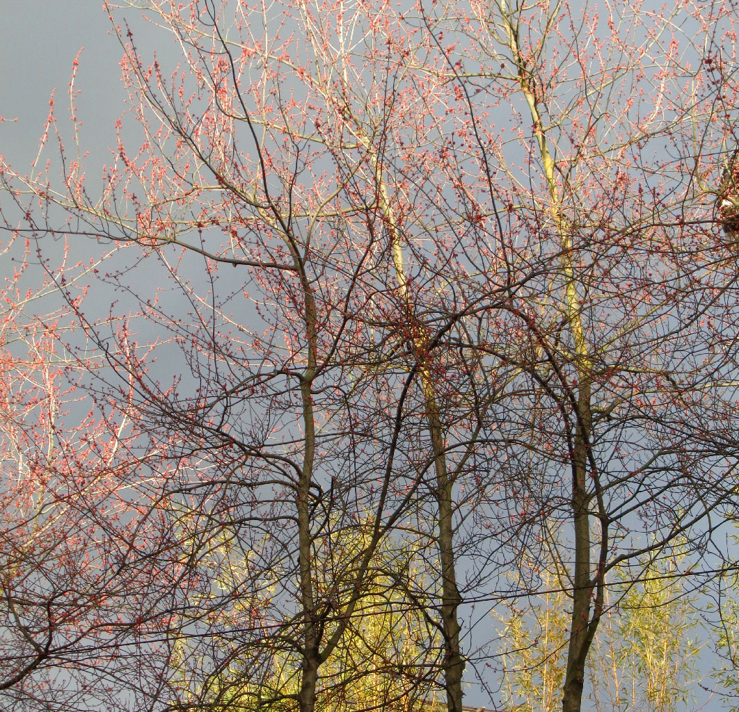 spring-tree-1.jpg